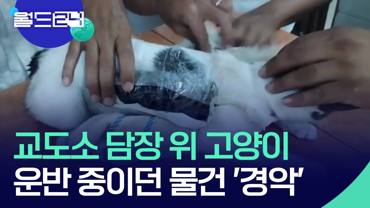 냥이는 무죄다 보석금없이 풀어줘라. - 자유게시판 갤러리